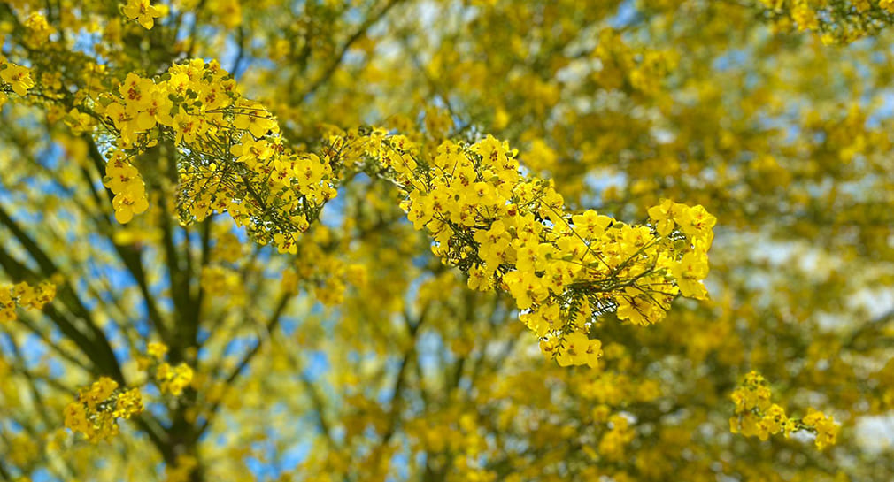 Reanuda vivero municipal de Hermosillo donación de árboles palo verde y