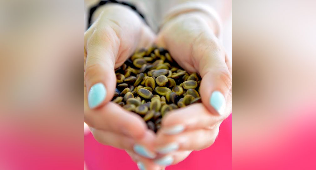 IME regalará semillas a quienes deseen sembrar árbol de palo verde en Hermosillo