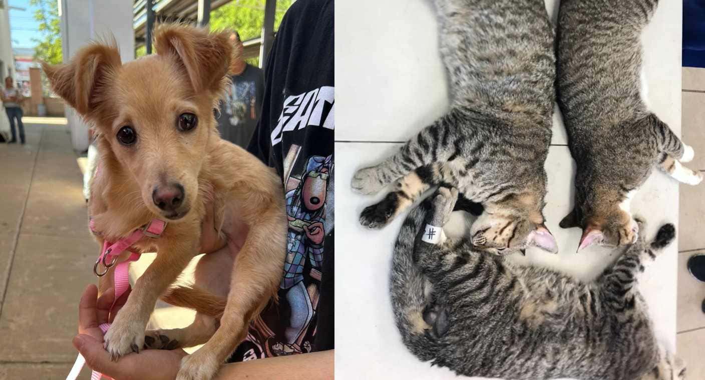 Esterilizan a 107 perros y gatos durante jornada de salud animal en colonia Altares, de Hermosillo