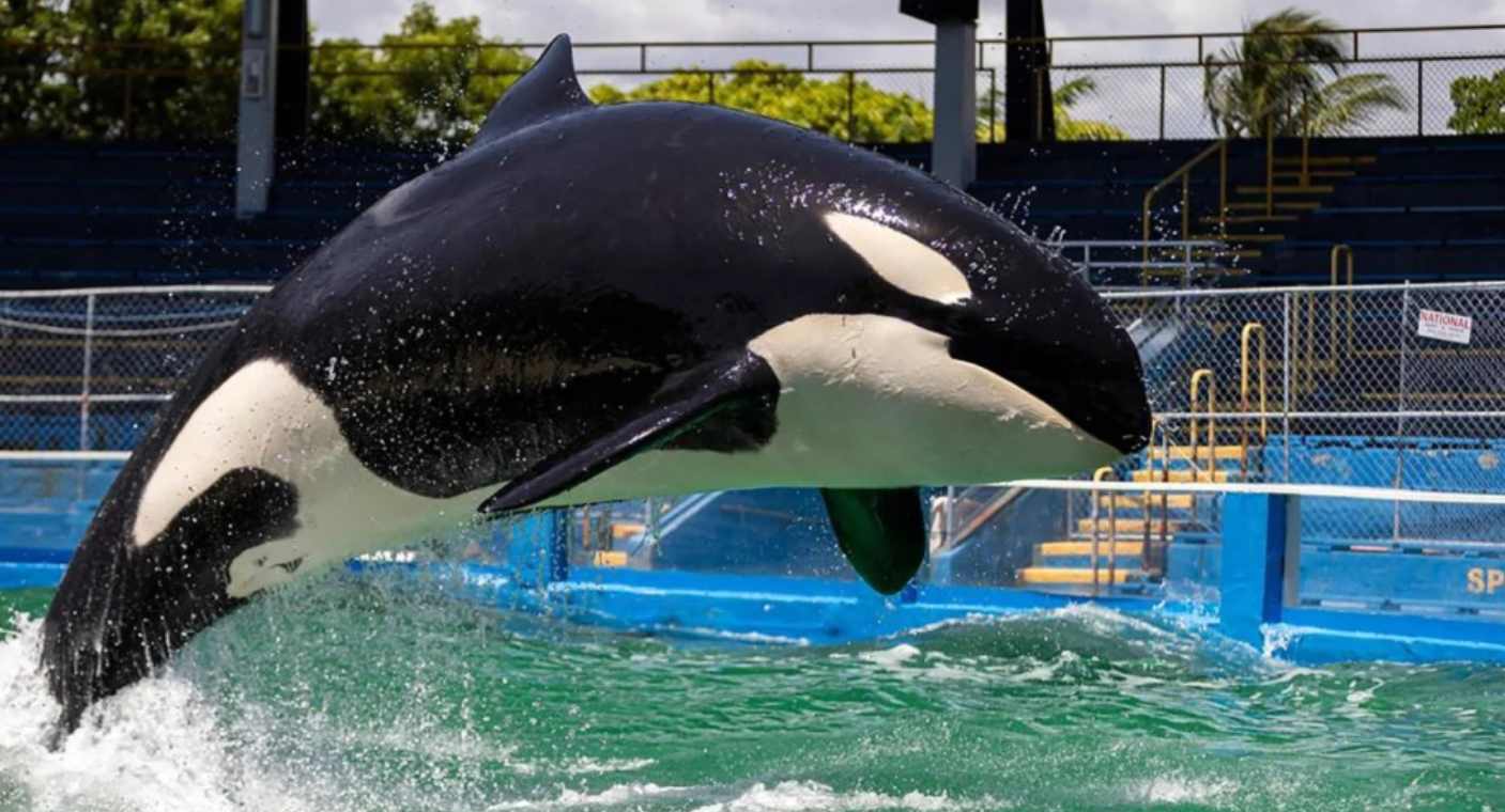 A días de su liberación, muere Lolita, orca que vivió en cautiverio en acuario de Miami
