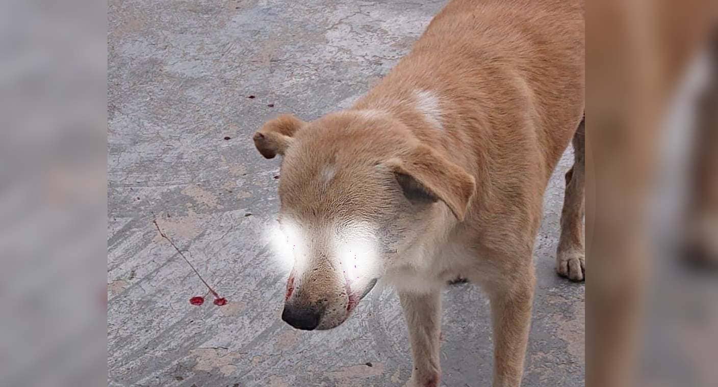 Busca Unepa adoptante u hogar temporal para perro rescatado en Hermosillo, lo localizaron sin ojos y herido
