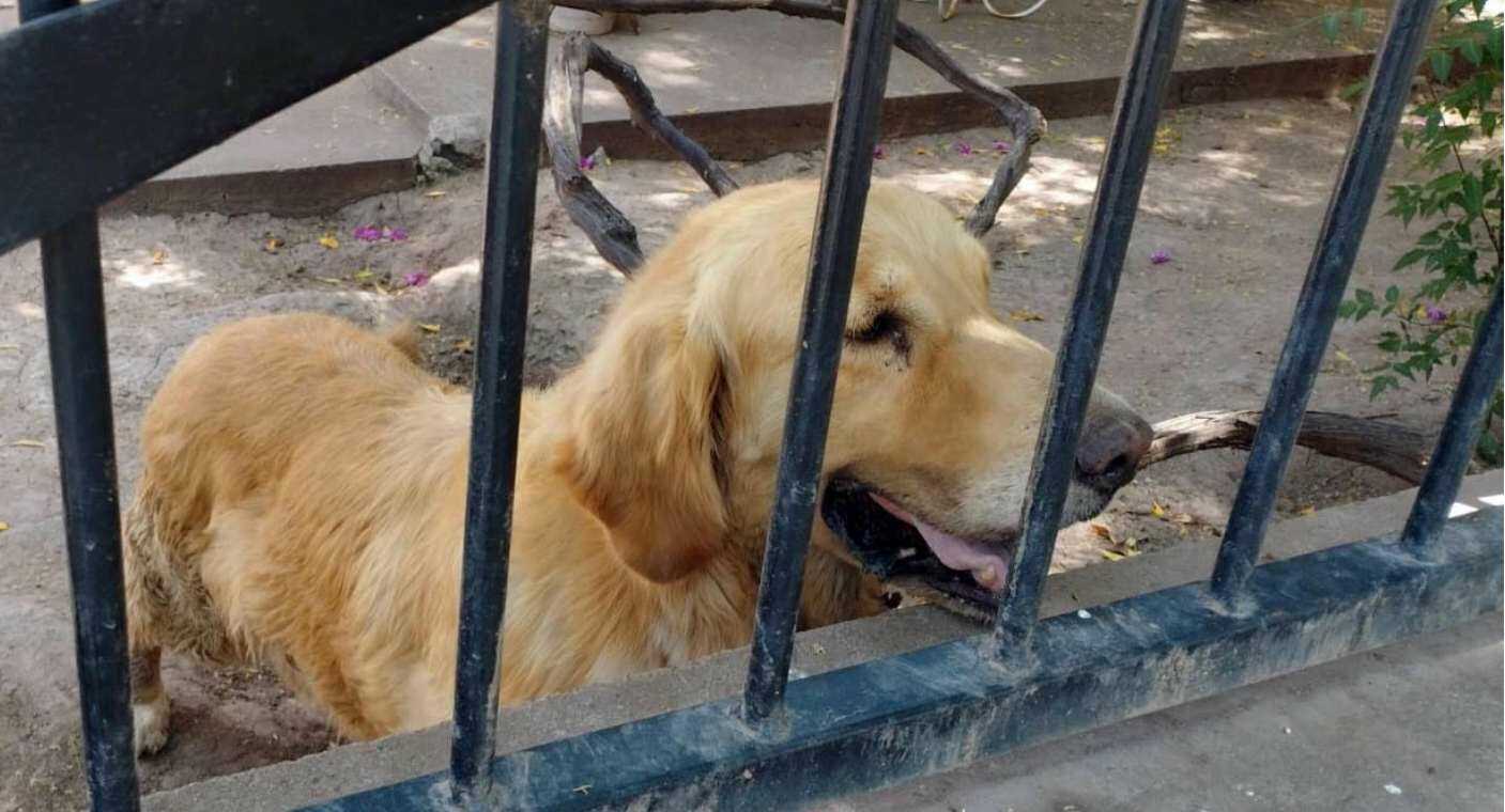 Más de 25 mil niños en Hermosillo reciben información para concientizar sobre cuidado de los animales