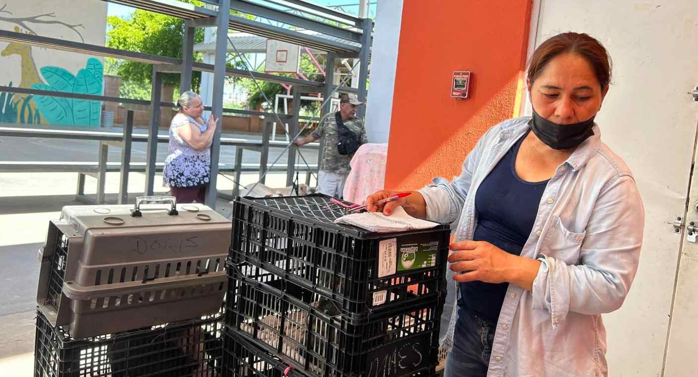 Lleva Martha Navarro a esterilizar 17 gatos de vecinos y callejeros en jornada de Protección Animal para rescatistas en Hermosillo