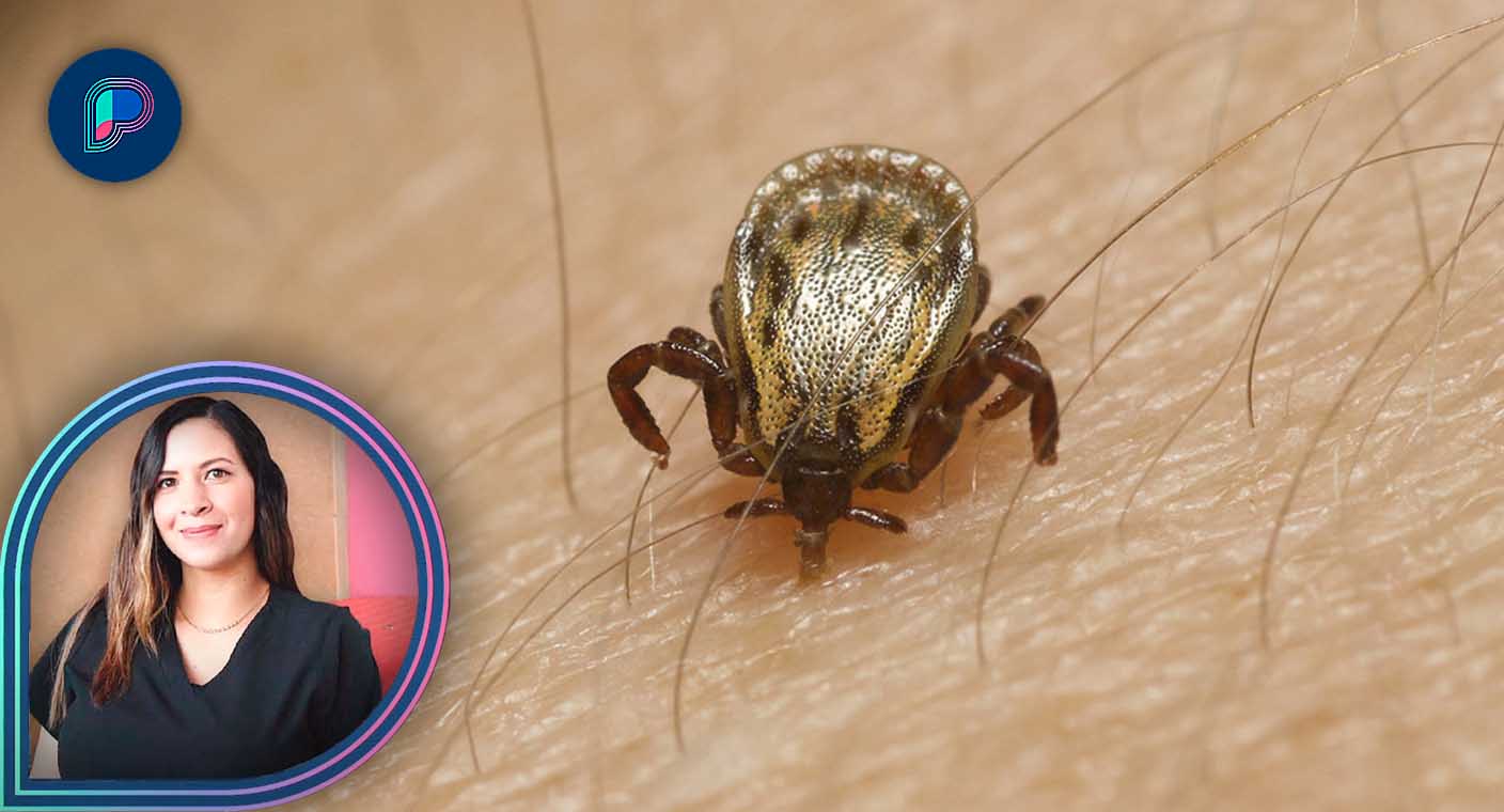 Hermosillo es primer lugar nacional en enfermedades por garrapatas