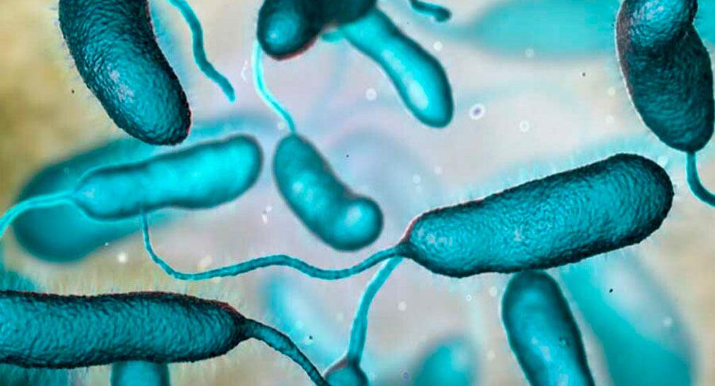 Bacteria ‘come carne’ puede afectar a quién consuma mariscos crudos o mal cocinados: CIAD