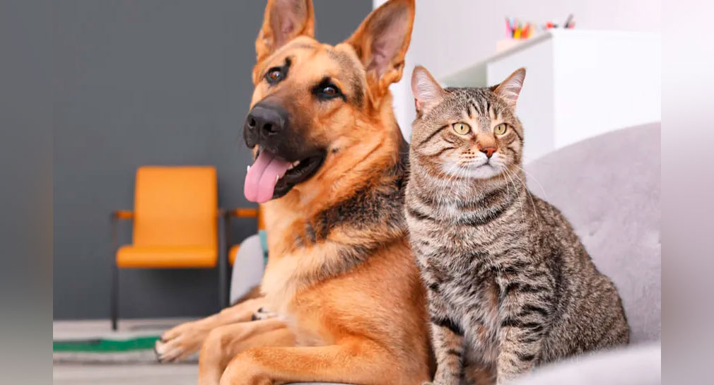 Especialistas revelan si es recomendable alimentar a las mascotas con restos de comida humana