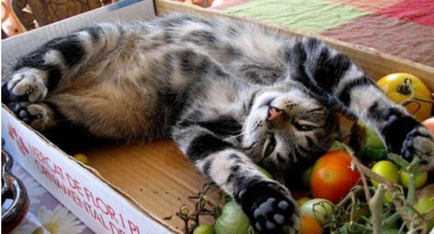 Gatos veganos tienen mejor salud los carnívoros, reportan dueños