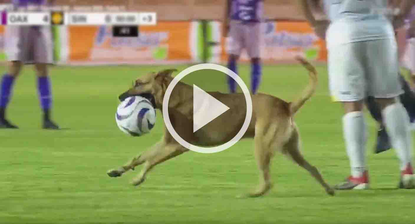 VIDEO: Perrito ‘invade’ cancha de futbol en México y se lleva el balón durante el partido
