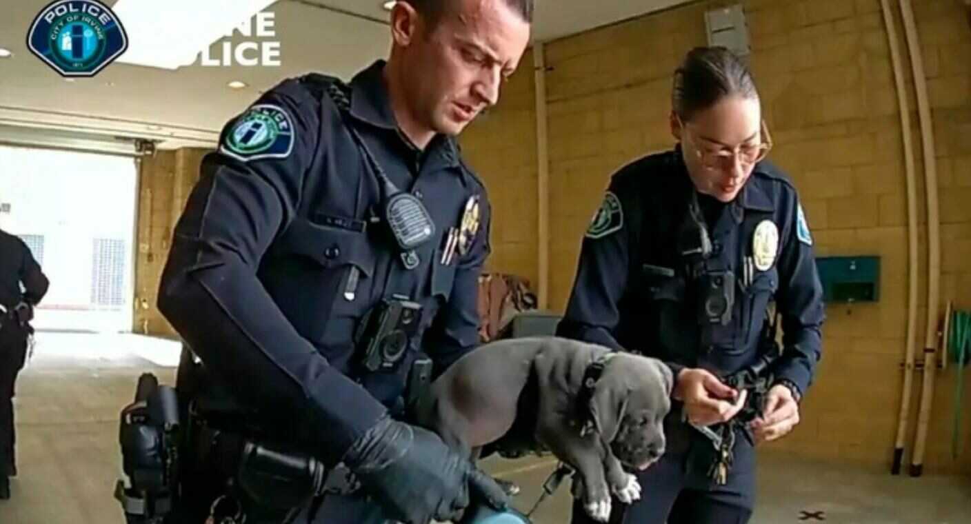 Perro sufre intoxicación tras consumir fentanilo y recibe antídoto a tiempo; detienen a dueños en California