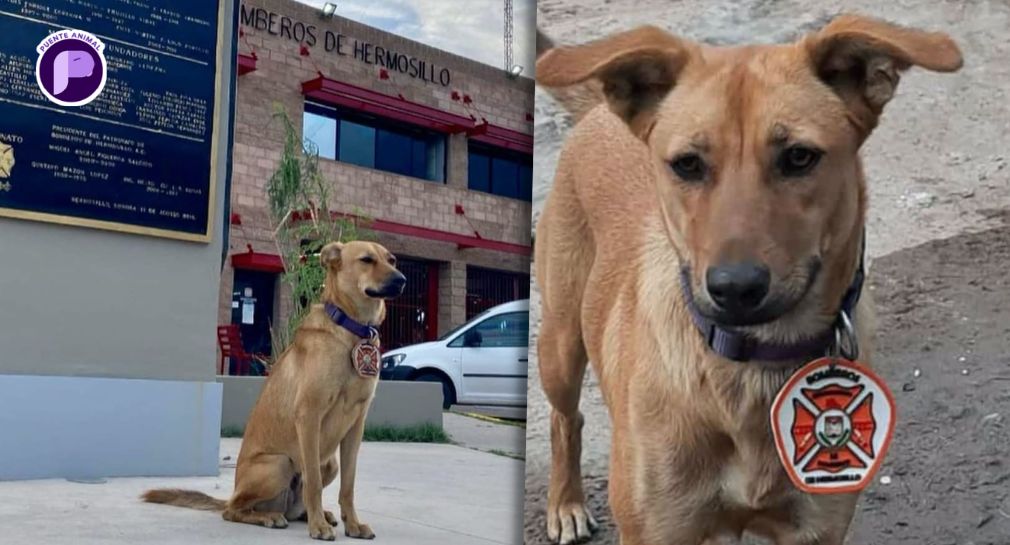 Fallece ‘Panchita’, la perrita que vigilaba una estación de Bomberos de Hermosillo, tras ser atropellada