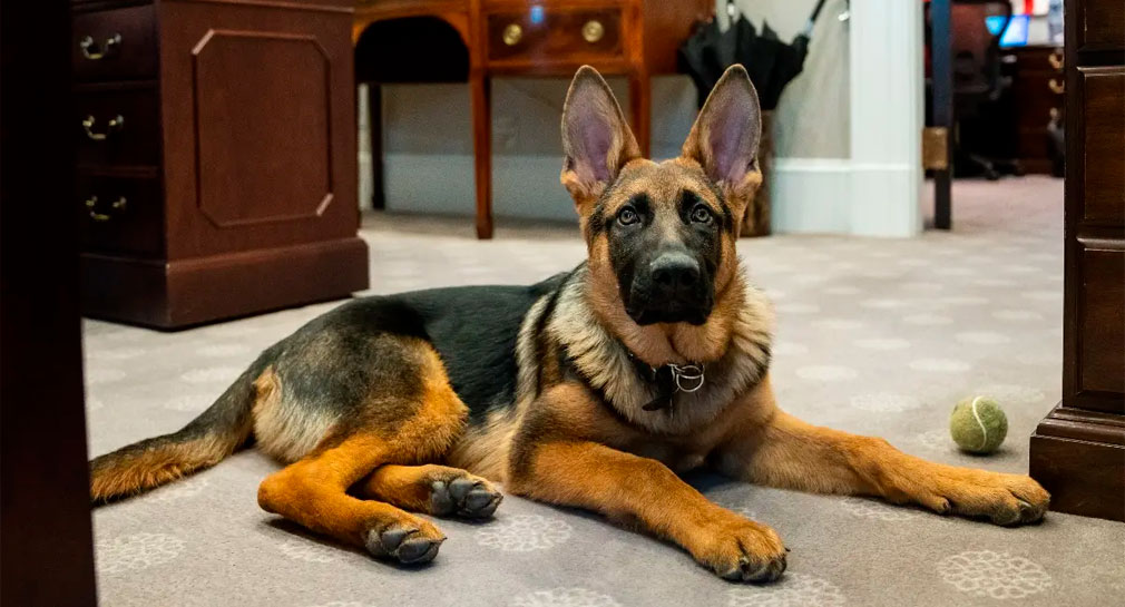 Expulsan a ‘Commander’, perro de Joe Biden, de la Casa Blanca, por morder a agentes y personal