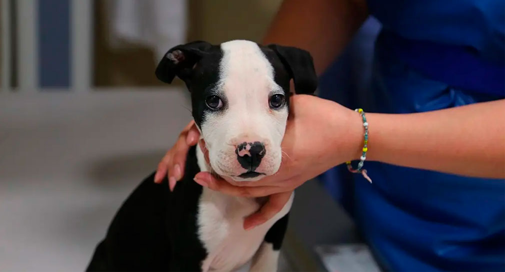 Empresa estadounidense contrata veterinarios y les ofrece sueldo de 41 mil pesos al mes