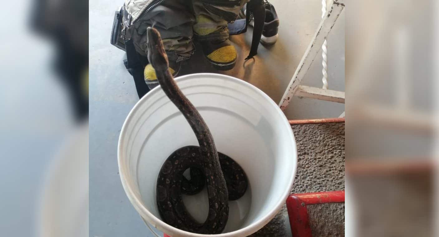 Profepa libera a boa constrictor cerca de empresa en Hermosillo