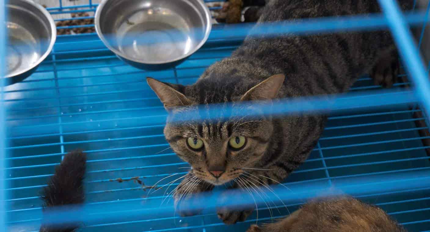 Rescatan a mil gatos en China que iban a sacrificarlos para vender su carne
