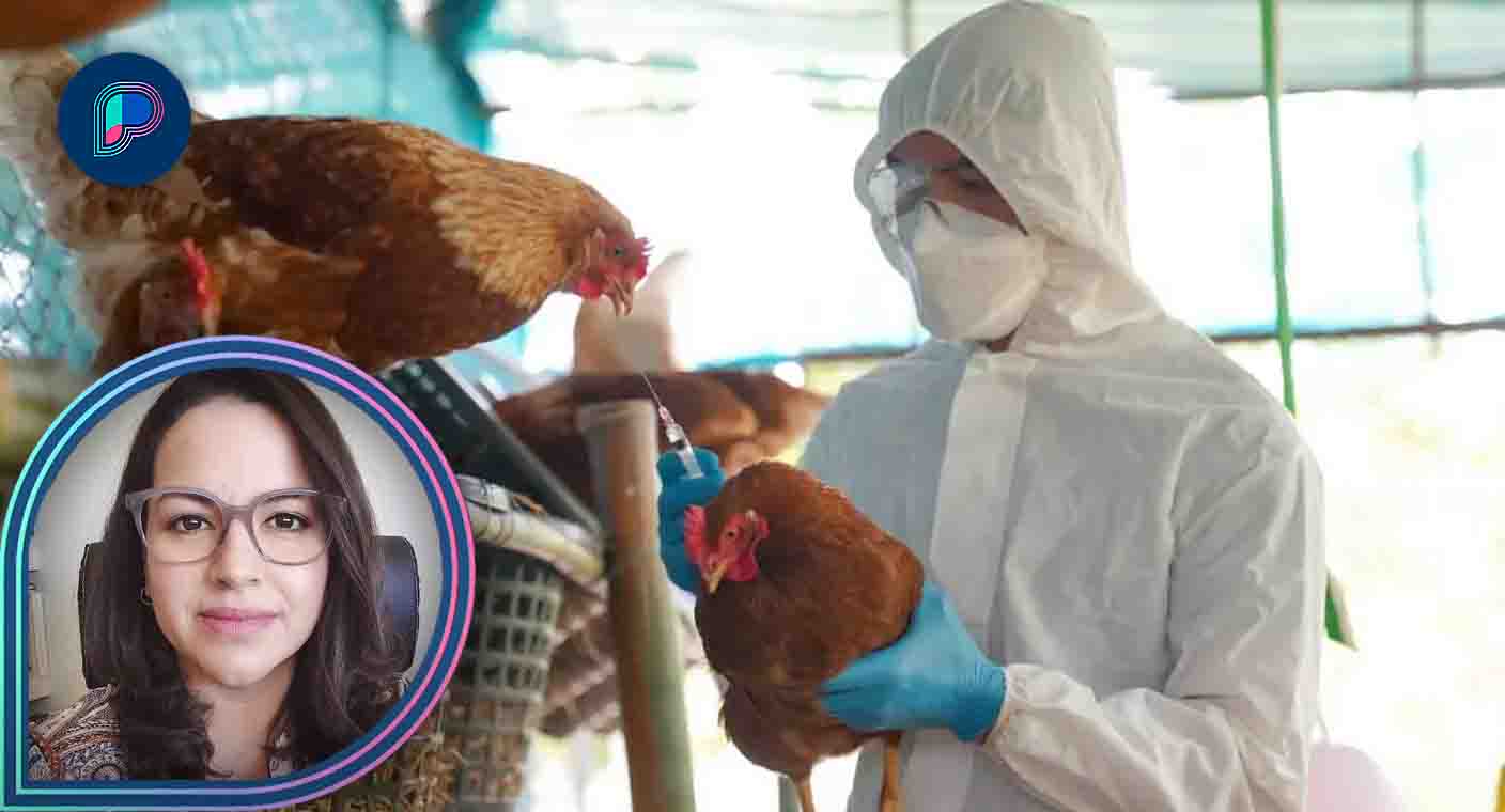 Hay que mantener vigilancia en brote de gripe aviar en Cajeme; sí se puede contagiar a humanos, aunque es bajo el riesgo: especialista