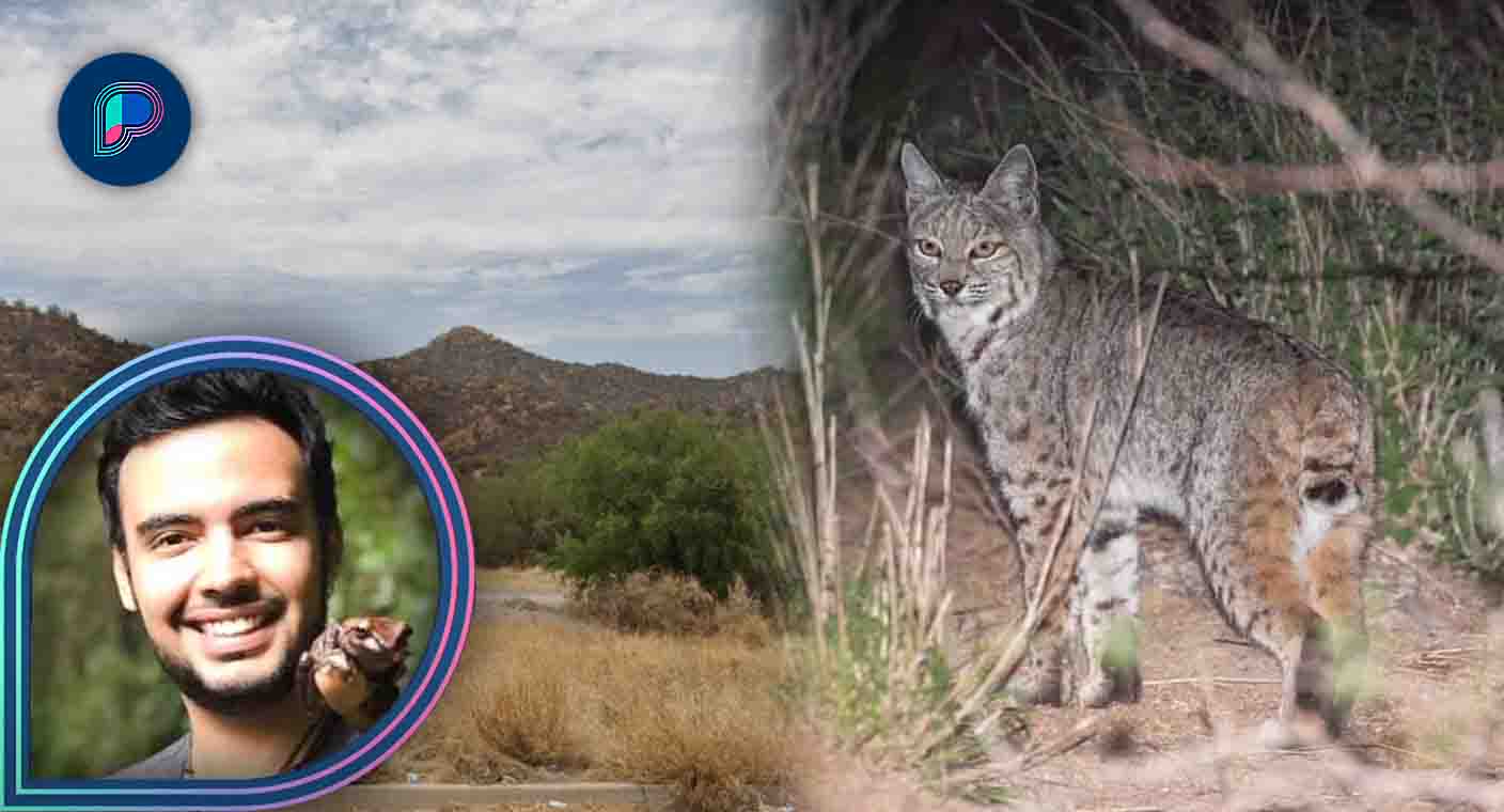 Desmonte de cerros en Hermosillo provoca que animales bajen a la ciudad: biólogo