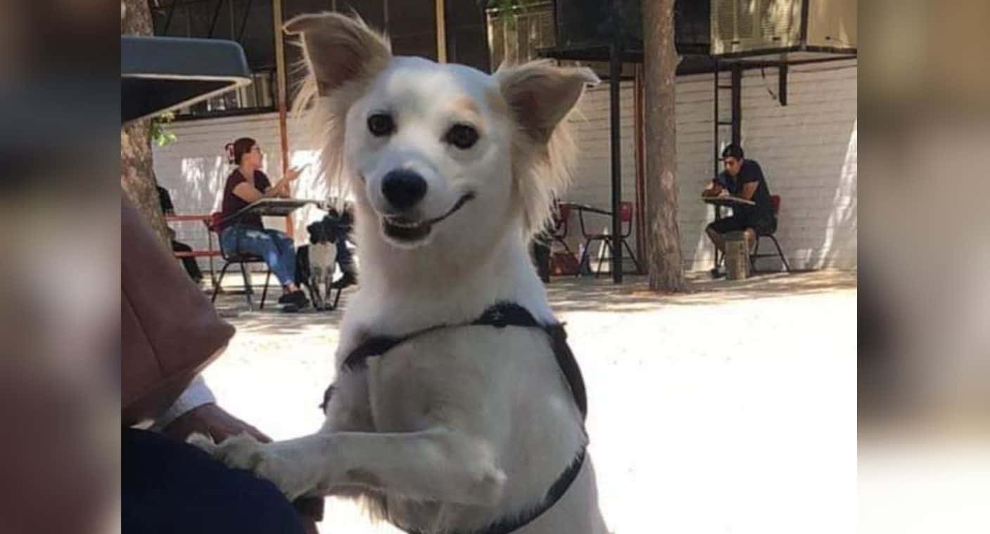 En Hermosillo esterilizan 197 animales domésticos como parte de la jornada internacional “II Castración Masiva”