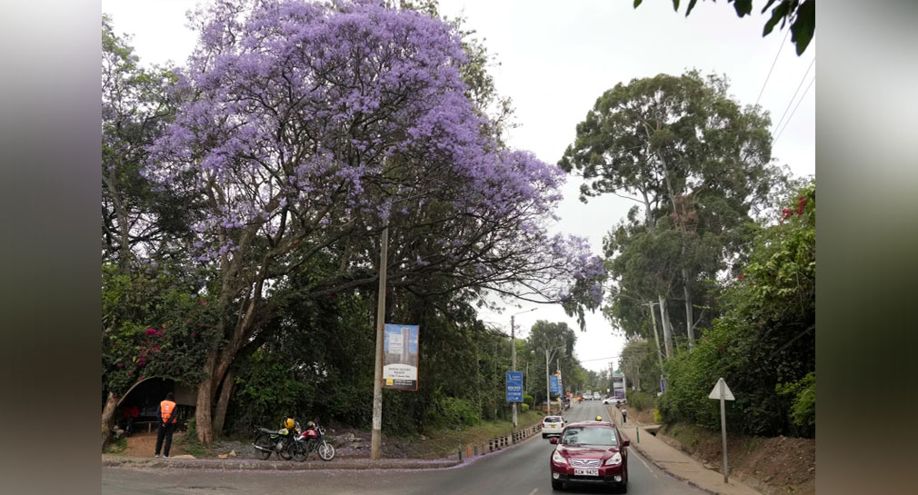 Decretan día feriado en Kenia para que ciudadanos planten árboles el 13 de noviembre