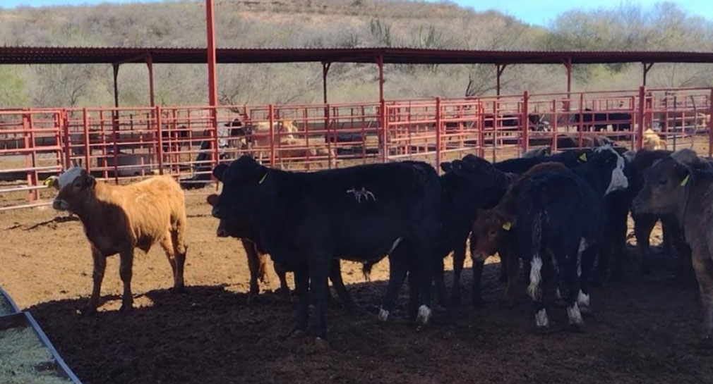 Sader declara a Sonora como Zona Libre de Brucelosis bovina, caprina y ovina