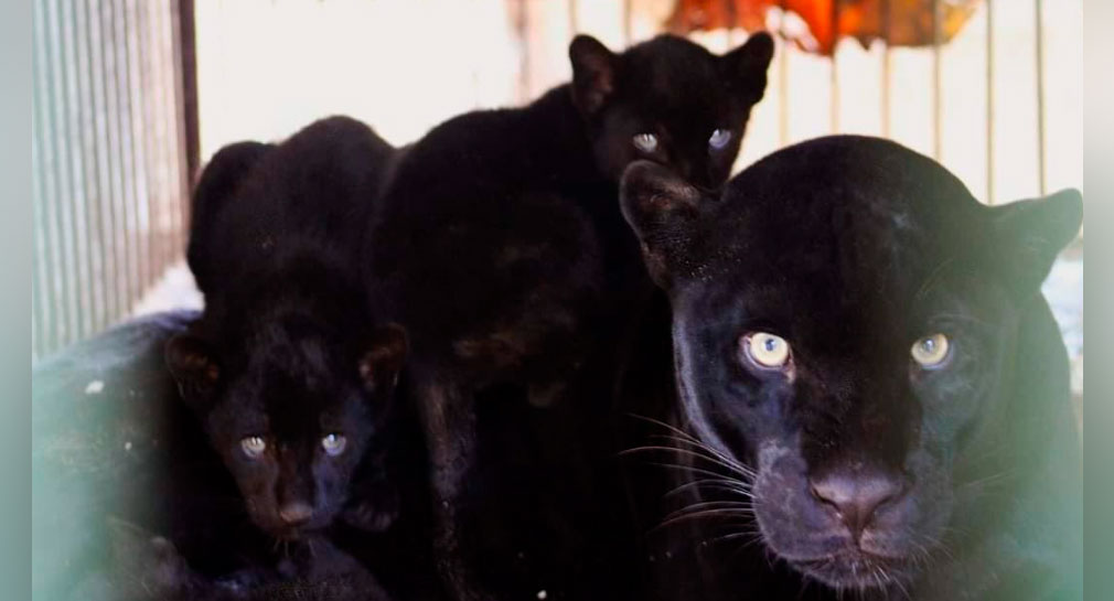 Nacen 3 crías de jaguar melánico en el Centro Ecológico en Hermosillo
