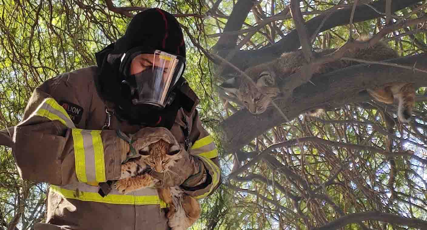 Fallece cachorro de gato montés localizado por Bomberos de Hermosillo en colonia Internacional