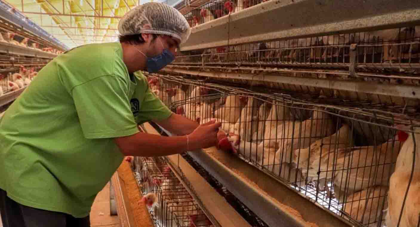 Levantan cuarentena en Sonora por brote de gripe aviar en Cajeme