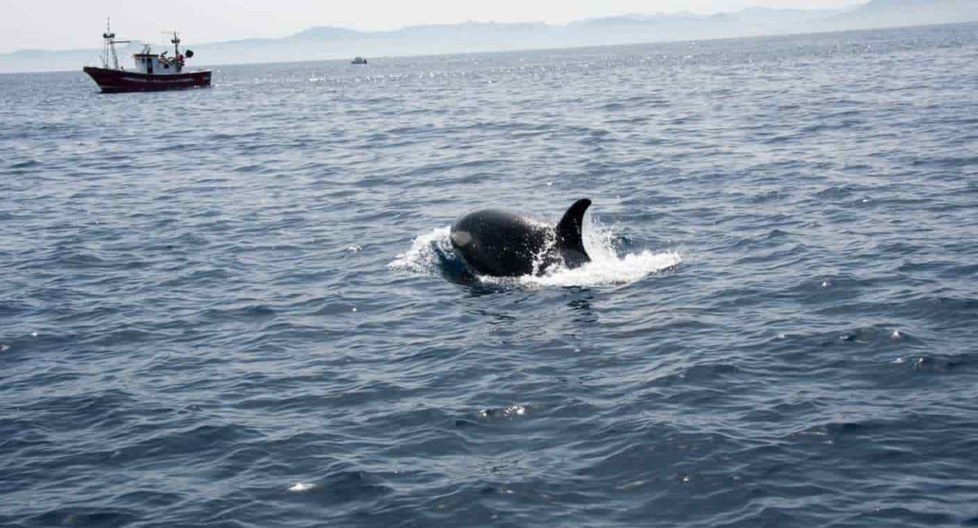 Manada de orcas ataca yate turístico hasta hundirlo (VIDEO)