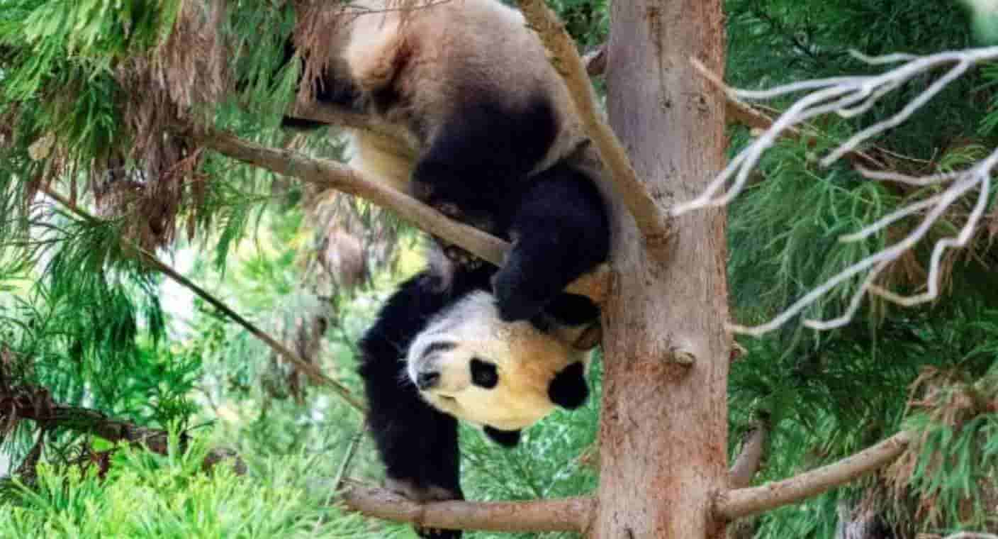 Zoológico de Washington se despide de 3 pandas gigantes; ahora vivirán en China