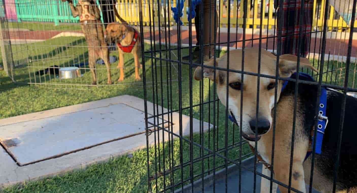 Abre Primer Parque Perruno Familiar en Hermosillo durante festival causa para apoyar a asociaciones de cuidado animal