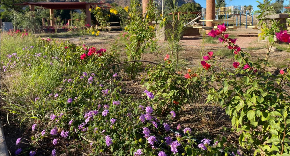 Realizan ciudadanos jornada 224 de limpieza y reforestación con buganvilias en La Sauceda, en Hermosillo
