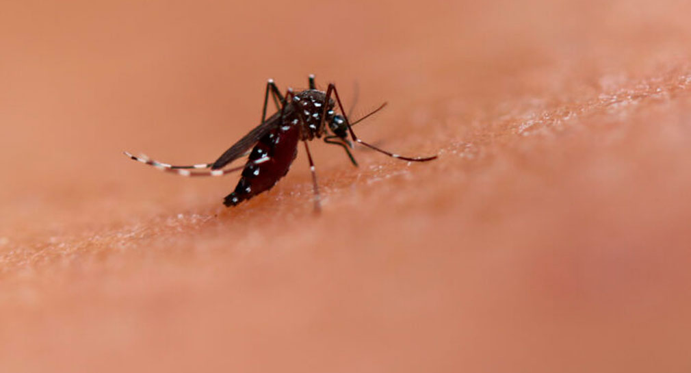 Aprueba OMS nueva vacuna contra el dengue