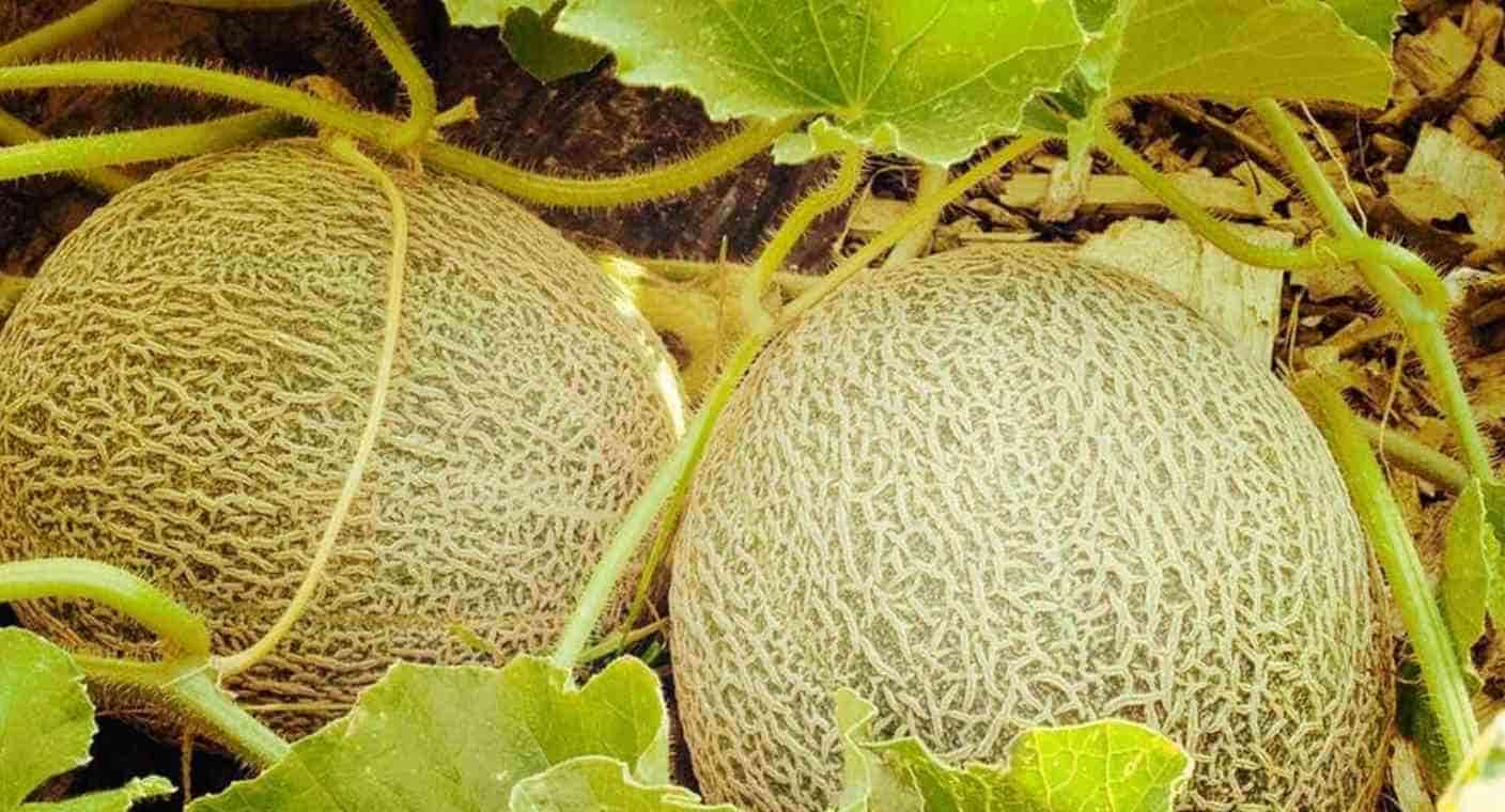 Faltan estudios para determinar que brote de salmonella en EEUU y Canadá  se originó en Sonora; Salud descarta casos en Guaymas y Empalme
