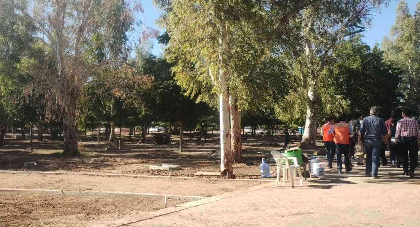Supervisan activistas y Ayuntamiento áreas verdes del Parque Madero de Hermosillo por trabajos de remodelación; hallan árboles estresados por ruido