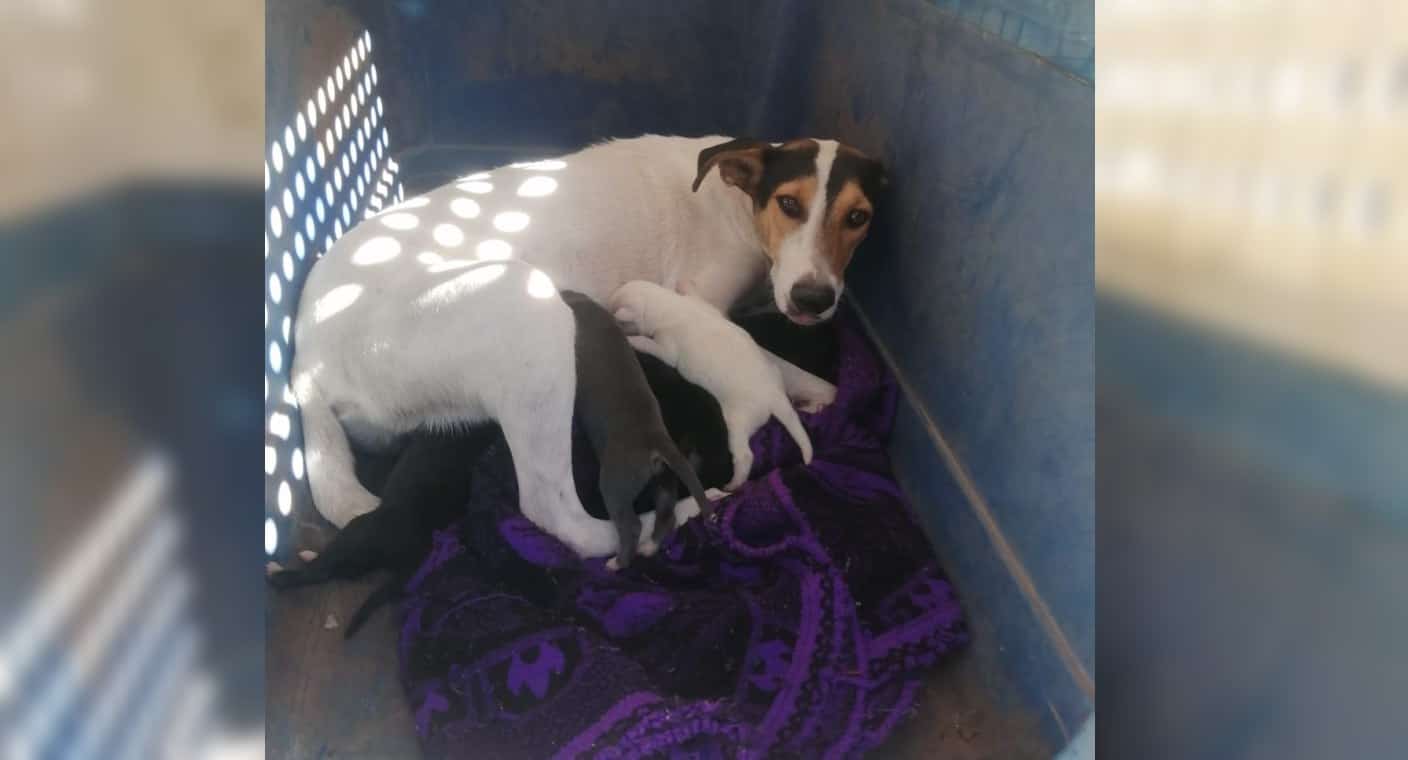 Rescatan a perrita y a sus cachorros con 5 días de nacidos abandonados en hielera, en Ciudad Obregón