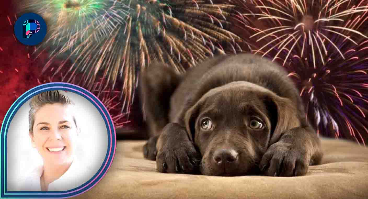 ¿Cómo resguardar a las mascotas ante la pirotecnia?, rescatista lo explica