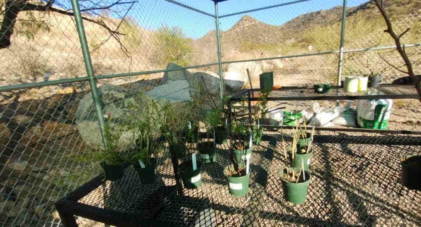 Imparte Jardín Botánico de Arizona taller a Naturalmente Divertido en Hermosillo