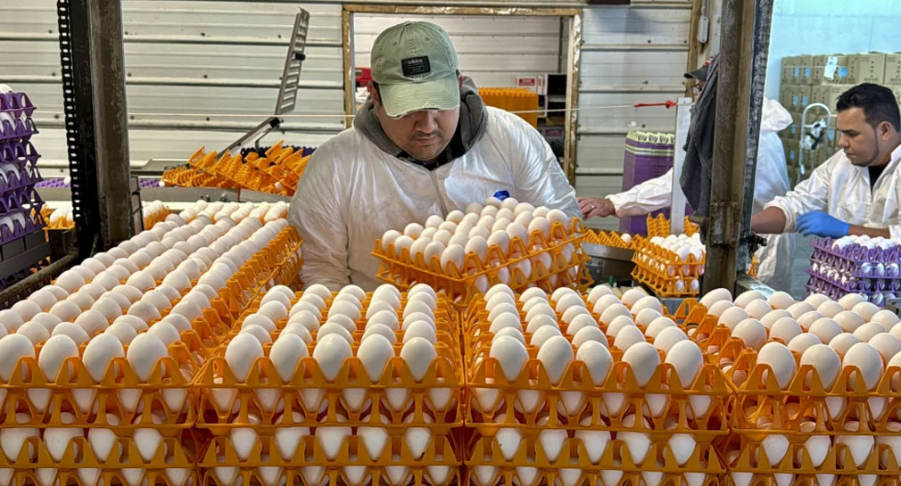 Gripe aviar devasta granjas en California; brotes afectan a la industria avícola