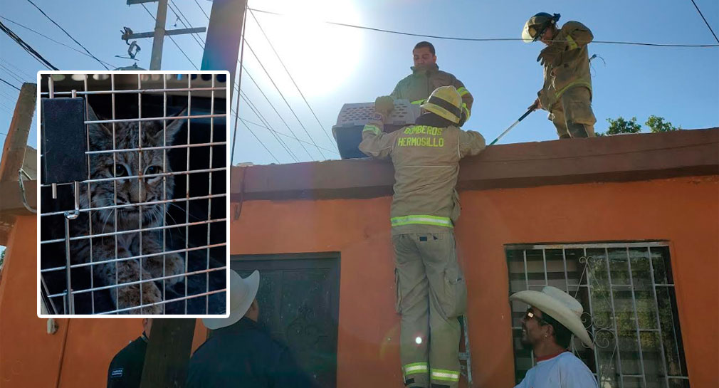 Rescatan Bomberos a ejemplar de lince atrapado en azotea de vivienda al norte de Hermosillo