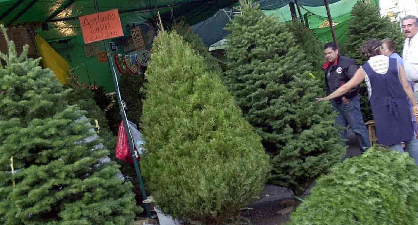Llama Ayuntamiento de Hermosillo a desecho responsable de pinos navideños naturales