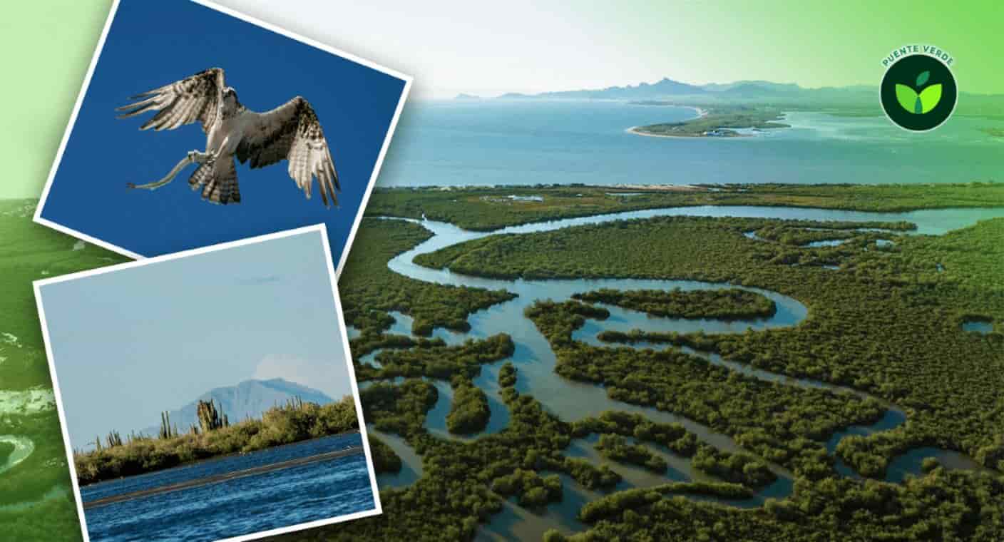 Realizarán el séptimo saneamiento ambiental en el Humedal de la Laguna de La Cruz en Bahía de Kino
