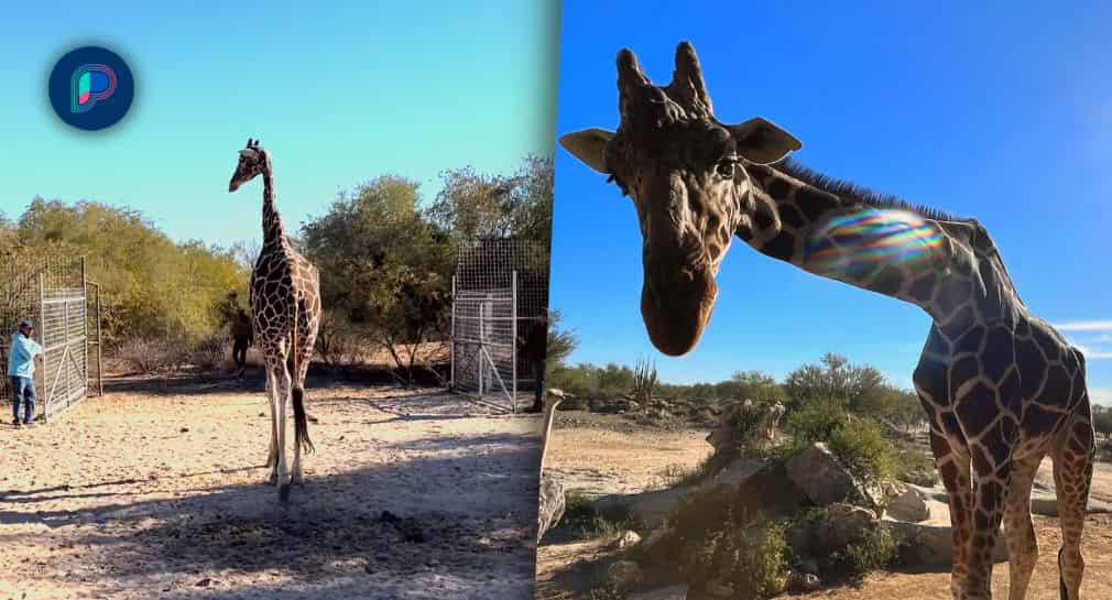 Entre aplausos despiden a la jirafa Pancho, el animal más viejo del Centro Ecológico de Sonora