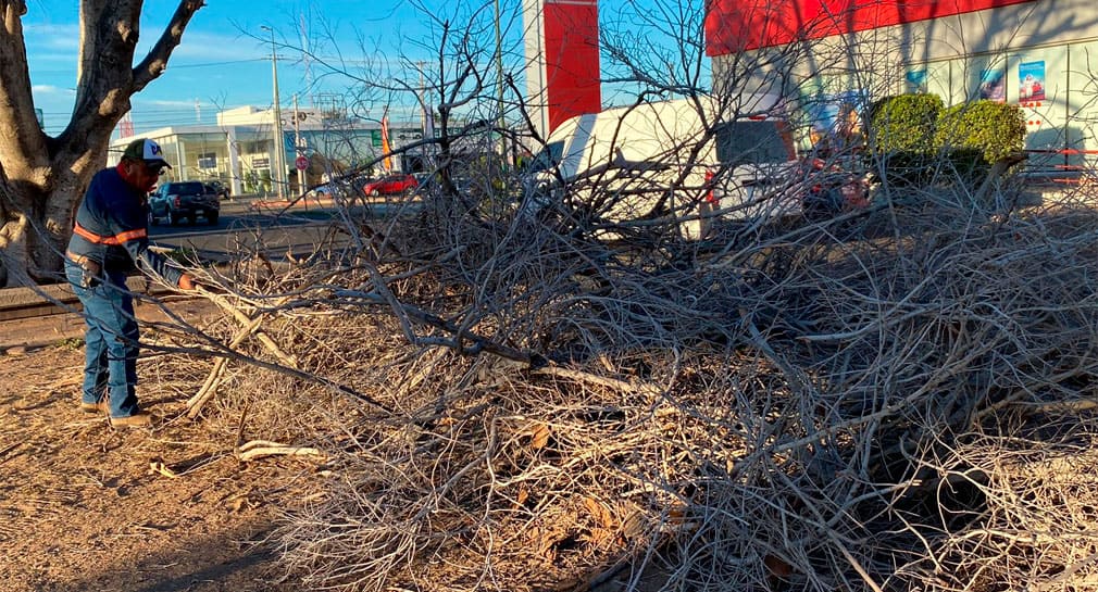 Se repondrán árboles retirados del bulevar Rodríguez en Hermosillo con otros de especies nativas: IMPLAN