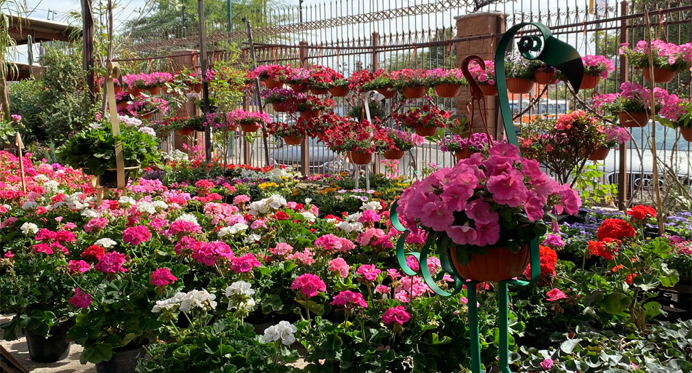 Flores como geranios, begonias o petunias son opción para regalar en San Valentín y que duren mucho más tiempo, explica encargada de Viveros El Paraíso en Hermosillo