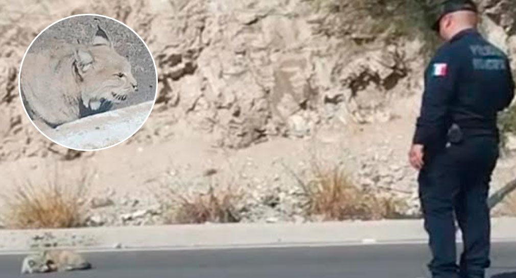 Rescatan a gato montés que estaba debajo de auto en colonia Altares, de Hermosillo