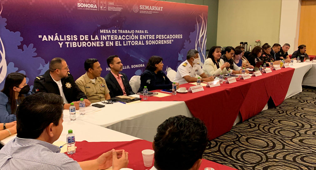 Se reúnen autoridades con pescadores y locatarios de Sonora ante presencia de tiburones blancos en litorales del estado