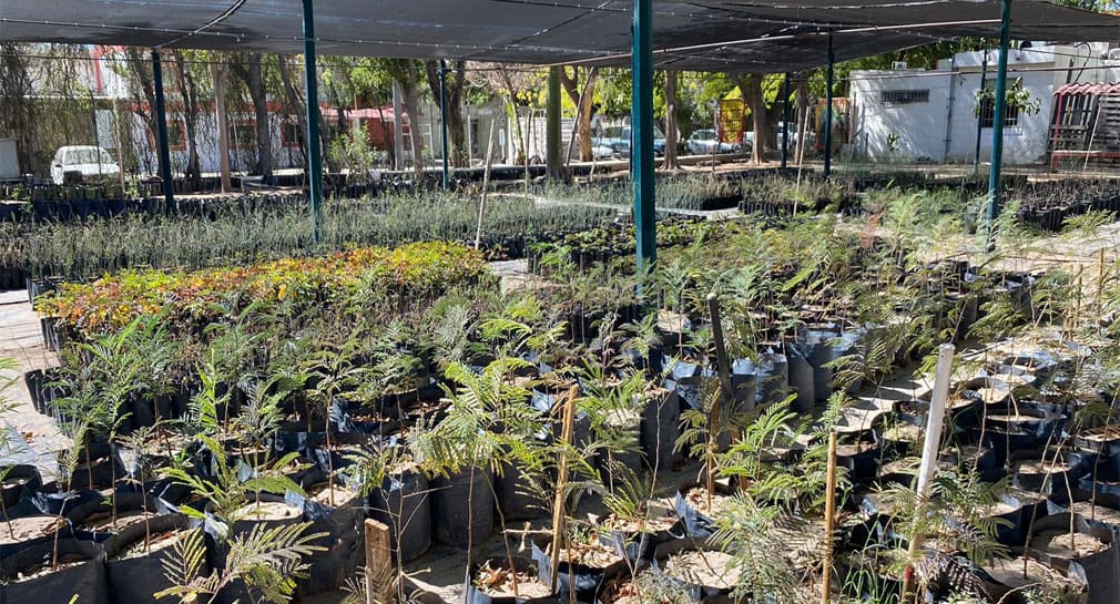 Realizan 2° donación de árboles nativos del 2024 en Vivero Municipal de Hermosillo