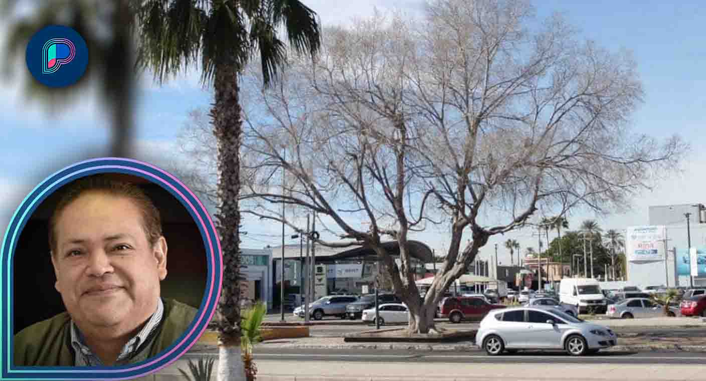 Hay déficit del 60% de árboles en Hermosillo; se plantarán especies nativas en bulevar Rodríguez: Implan