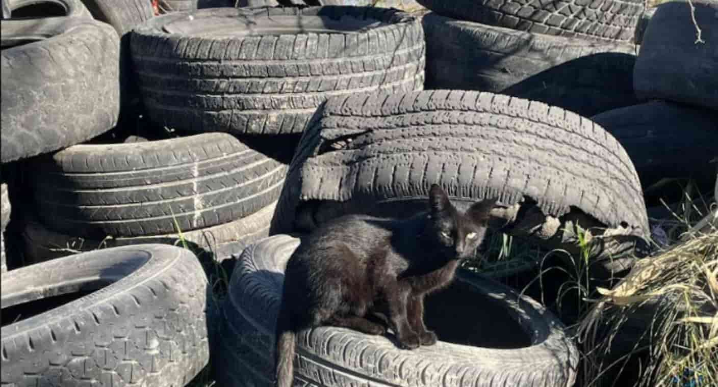 Denuncian baldío con llantas que pone en riesgo casas por posibles incendios en la invasión Guayacán, de Hermosillo