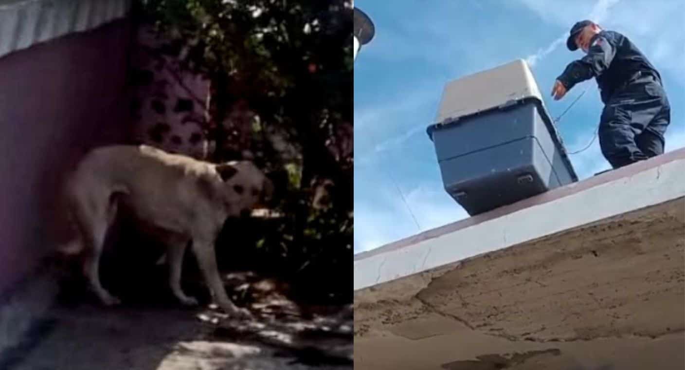 Rescatan a perro abandonado en el techo de una casa en colonia Centro de Hermosillo
