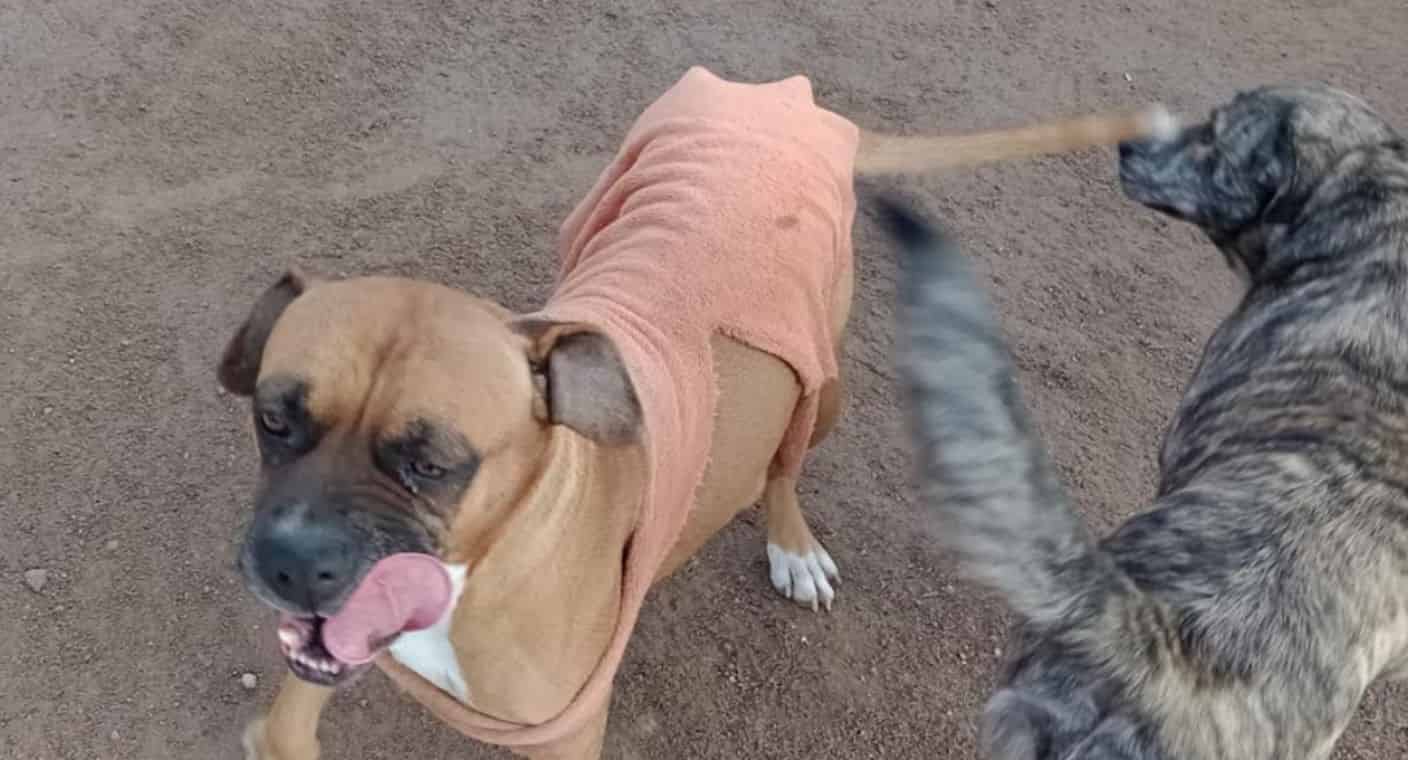 Denuncian vecinos a hombre por presuntamente matar y desaparecer perros, en la colonia Palo Verde, de Hermosillo